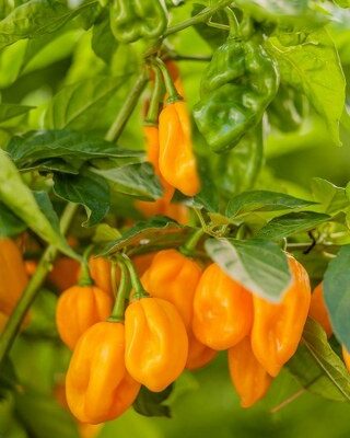 Žuti Habanero Chili 10 sem