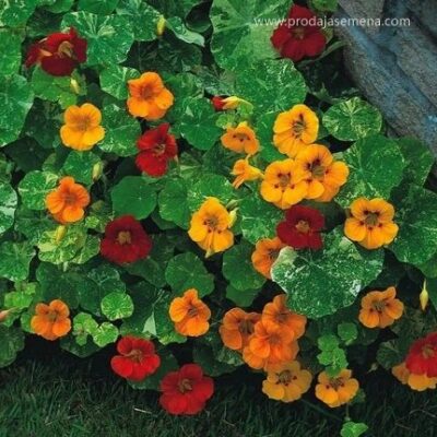 Niski Dragoljub miks (Tropaeolum nanum)