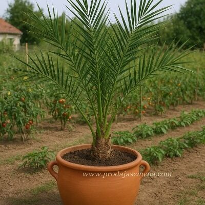 Ukrasna palma urme Phoenix dactylifera
