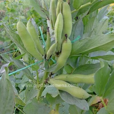 Bob (Vicia faba)