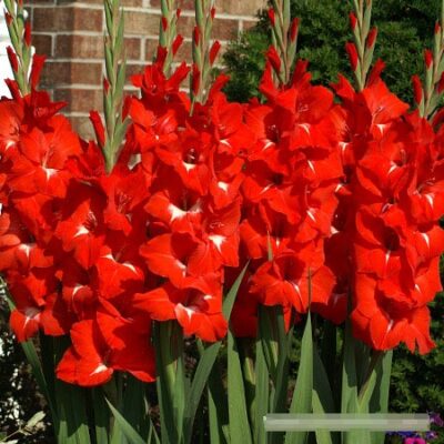 Gladiola Vatreno Crvena
