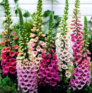 Digitalis