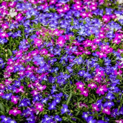 Lobelija Mix (Lobelia erinus)