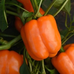 Narandzasta Paprika Babura(rana)-Odlicna za punjenje, 140-160gr