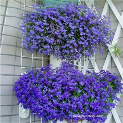 Lobelija Purple
