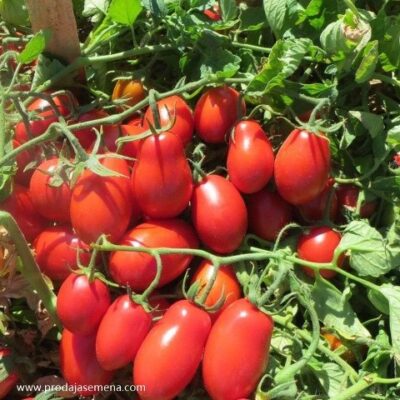San Marzano paradajz (niski)