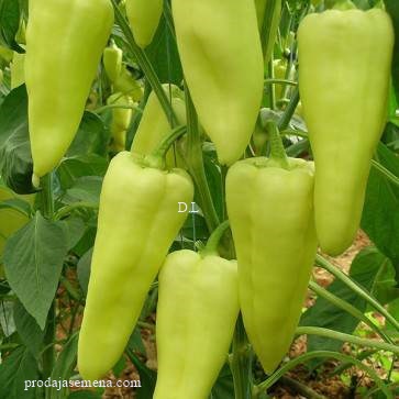 Slatka Rana paprika Strima