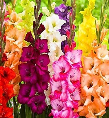 Gladiola mesavina boja (1 krupna lukovica)