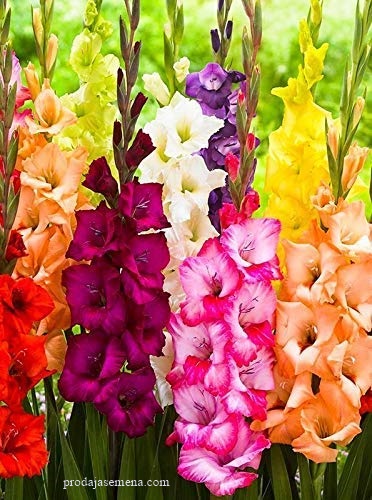 Gladiola mesavina boja (1 krupna lukovica)