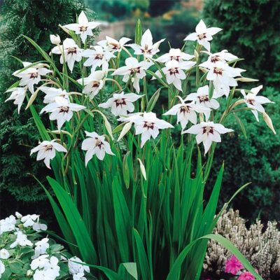 Acidanthera murielae ( 5 manjih lukovica)