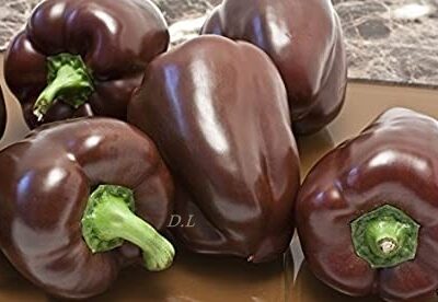 Chocolate Pepper