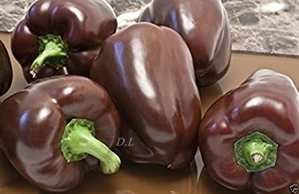 Chocolate Pepper