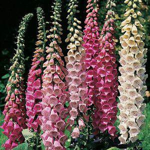 Digitalis