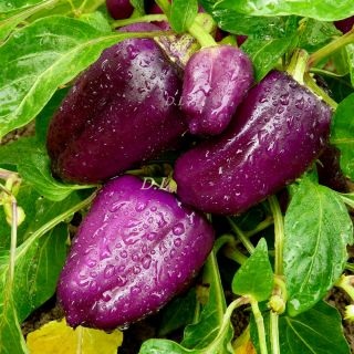 Ljubicasta Slatka Paprika