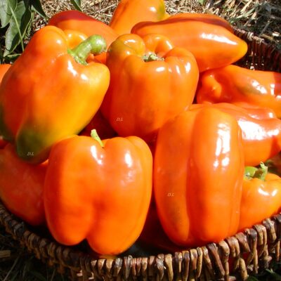 Narandzasta Paprika Babura(rana)-Odlicna za punjenje, 140-160gr