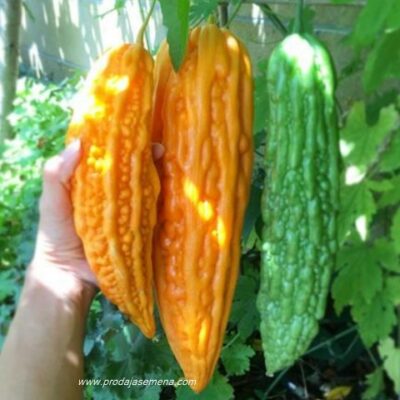 Momordika (Momordica charantia)