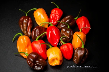 Habanero Chilli mix