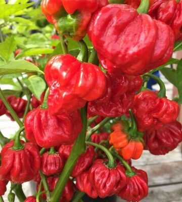 Crvena Habanero Chilli