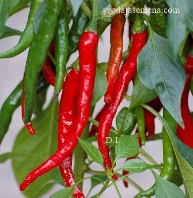 Red Kobra Ljuta paprika