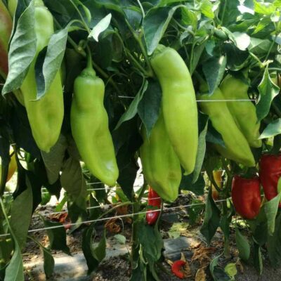 Vrlo rana Paprika Lenkina