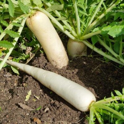 Daikon Rotkvica