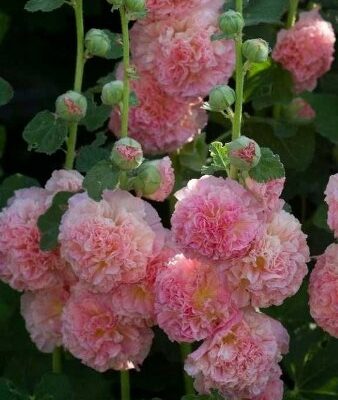 Ukrasni Slez Roze