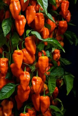 Orange Habanero Chilli