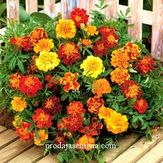 Francuska Kadifa mix Tagetes patula L