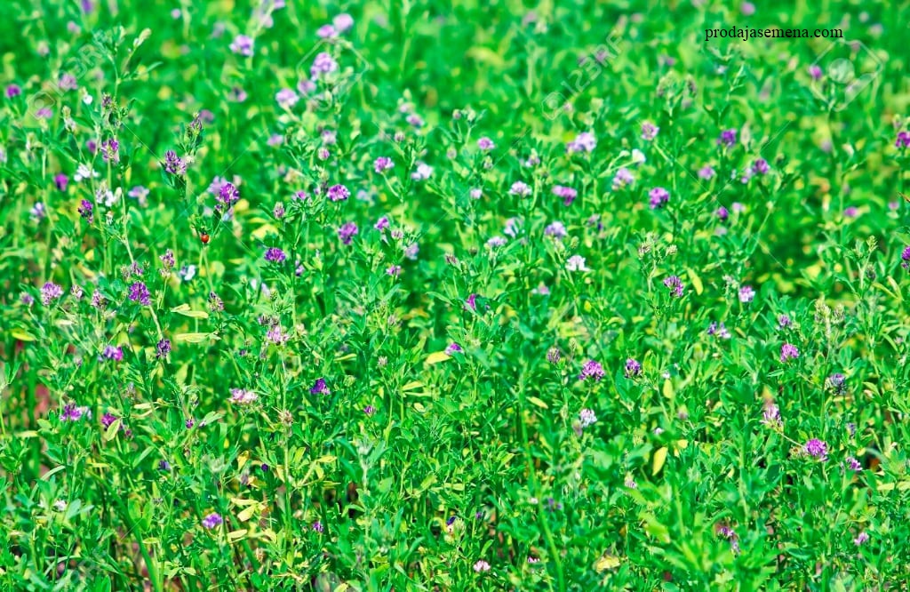 Lucerka