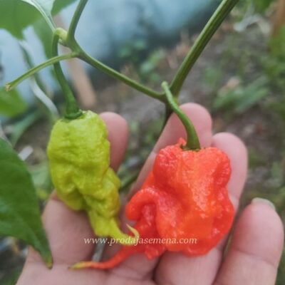 Primotalii Chili
