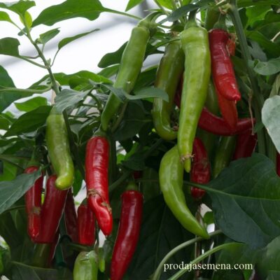 Rokuma Hot Ljuta paprika (madjarka)