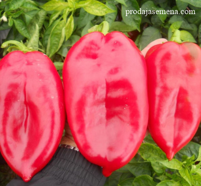 Paprika Kraljica F-1