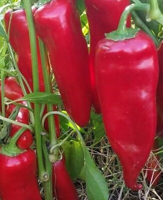 Severija paprika(stara sorta)