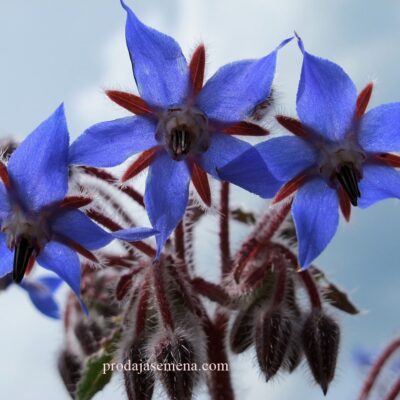 Boražina Borač (Borago officinalis)