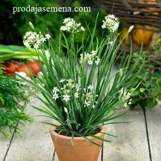 Kineski Beli luk vlašac (Allium tuberosum)