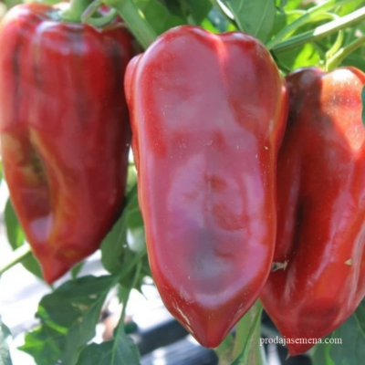 Bodroska Crvena paprika(profesional hibrid)