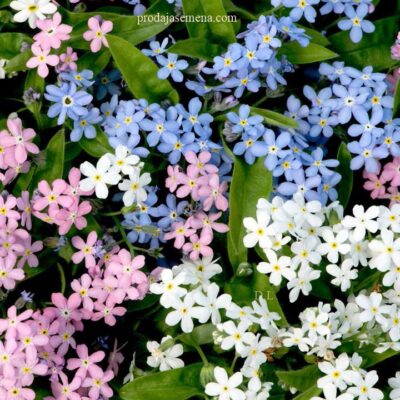 Spomenak Mix (Myosotis alpestris)