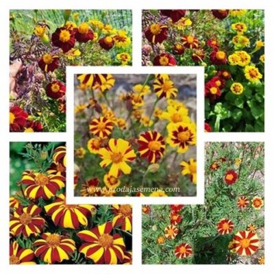 Meksička visoka kadifa (Tagetes erecta) 50 + sem