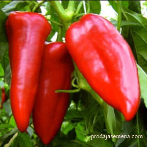 Amfora Paprika F-1