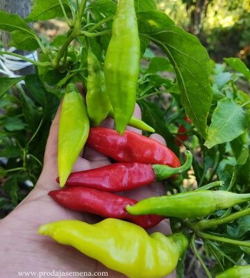 Red Fish Chilli ( blage ljutine )