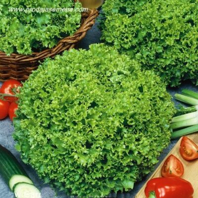 Lollo Bionda Salata Lactuca sativa