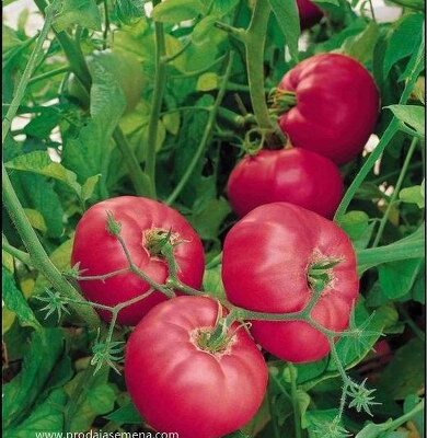 Tomato Pink Homestead