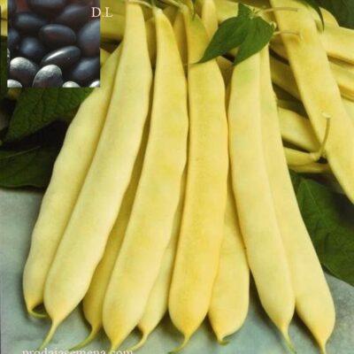 Žuta Boranija Puterica crnog zrna (visoka sorta)