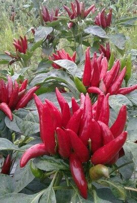 Papricica Crveni Buket