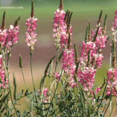Esparzeta Onobrychis sativa L