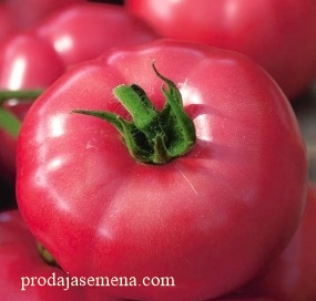 Favorit Roze paradajz