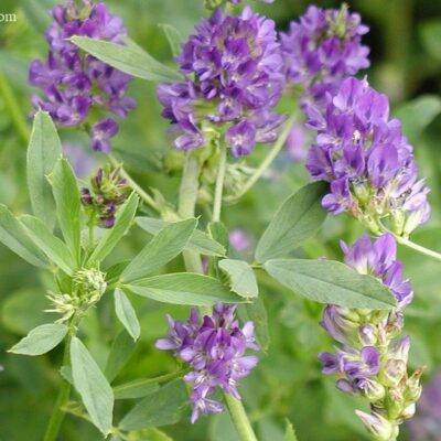 Lucerka