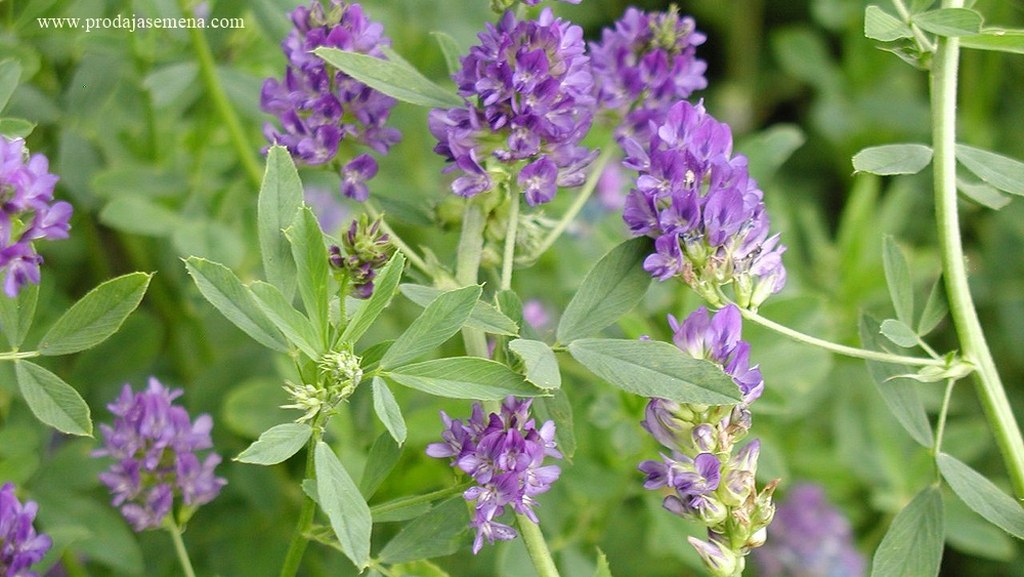 Lucerka