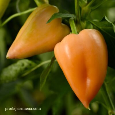 Paprika Somborka Plus