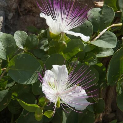 Kapar (Capparis spinosa)